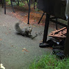 Eastern Gray Squirrel