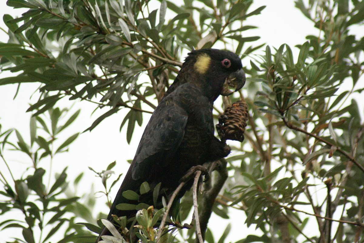 Yellow-tailed Black-Cockatoo