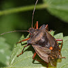 Red-legged Shieldbug