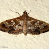 Crambidae Moth