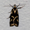 Oecophorine moth