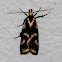 Oecophorine moth