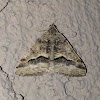 Mesquite Looper Moth