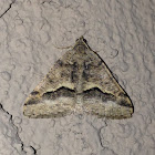 Mesquite Looper Moth