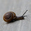 Snail