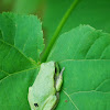 Cope's Gray Treefrog OR  Eastern Gray Treefrog