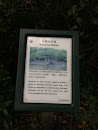 Mangrove Habitat