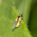 Leaf mining fly