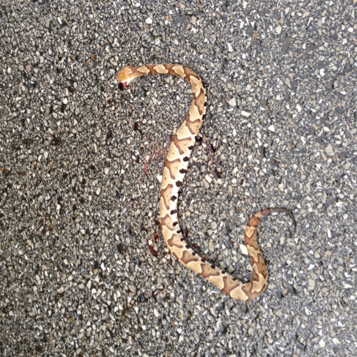 Northern Copperhead (Dead)