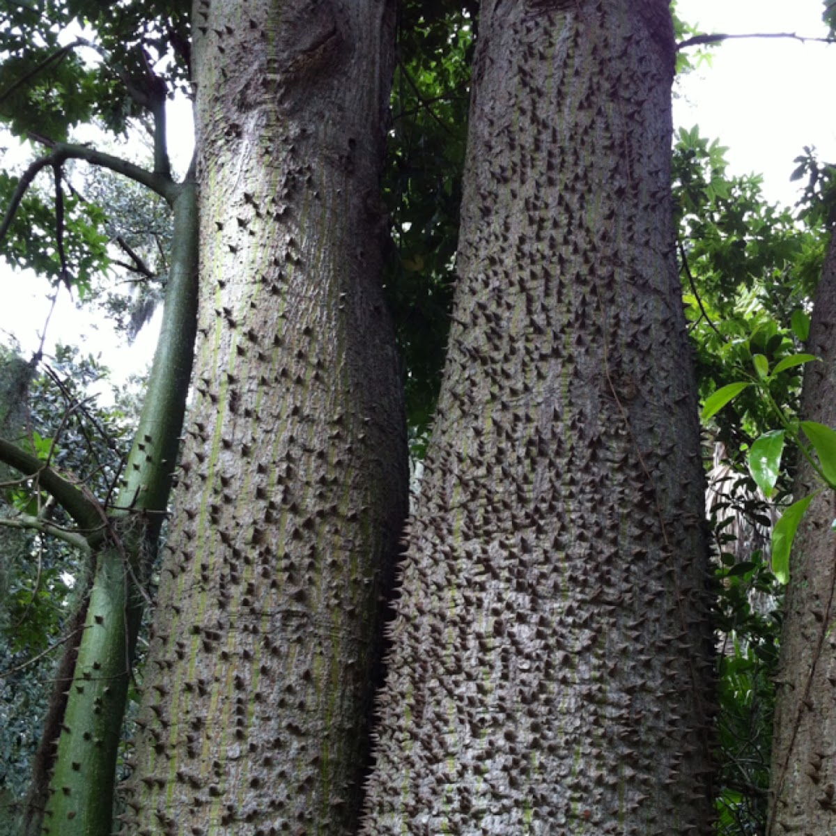 Silk Floss tree
