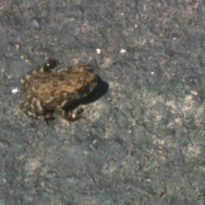 Blanchards Cricket Frog