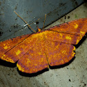 Geometridae, Desmobathrinae - Eumelea sp