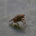 Dung Fly