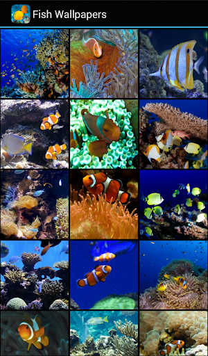 【免費個人化App】Fish Wallpapers-APP點子