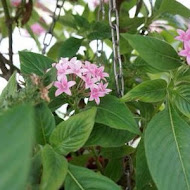 香草菲菲 芳香植物博物館