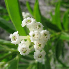Day-blooming Cestrum