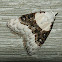 Sharp-blotched Nola Moth