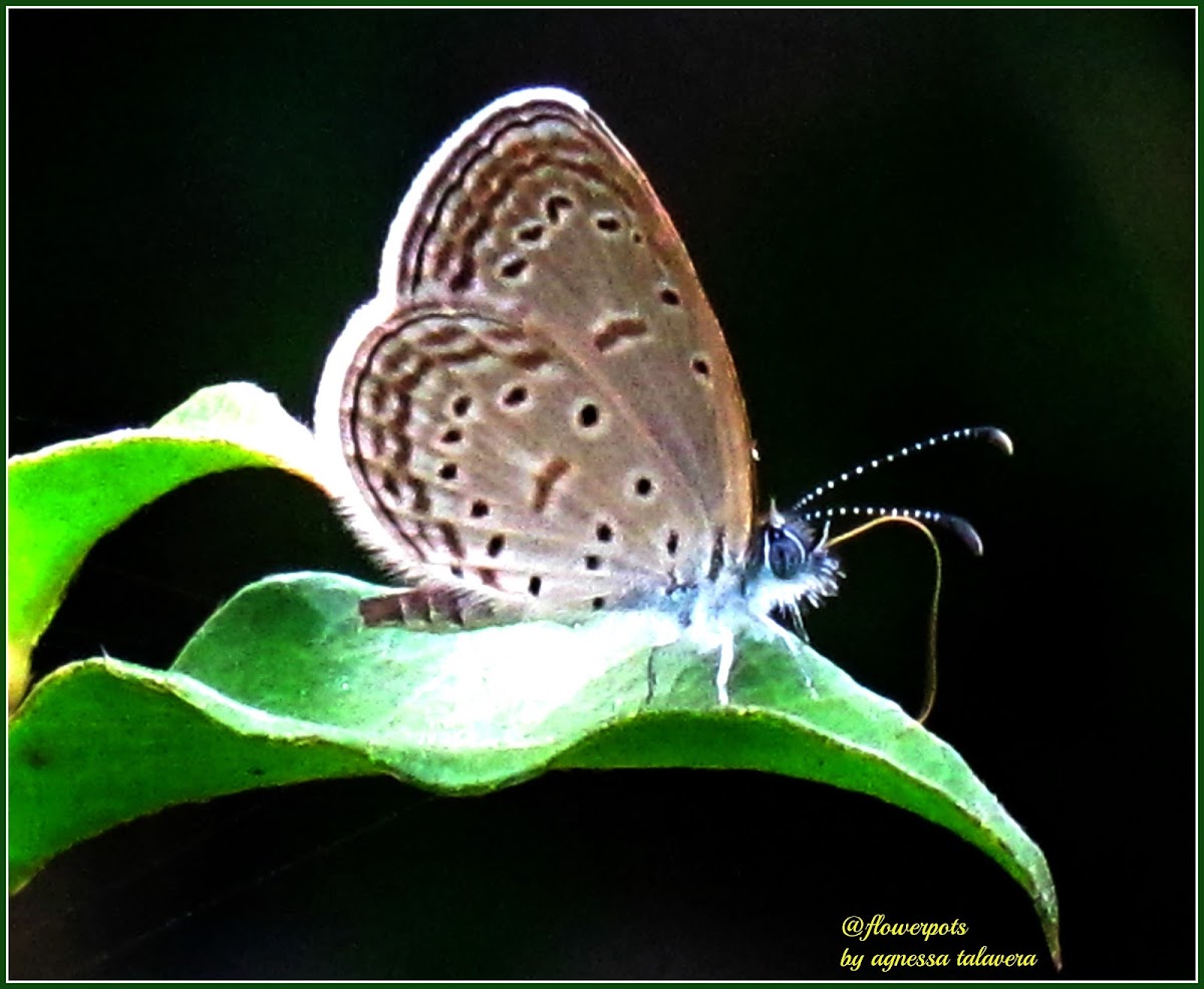 Tiny Grass Blue Butterfly