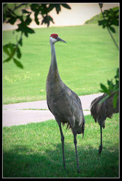 Sandhill Crane