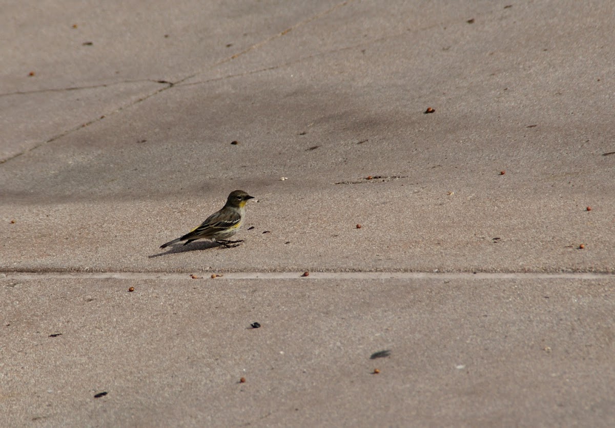 Yellow-rumped Warbler (Audubon's form)