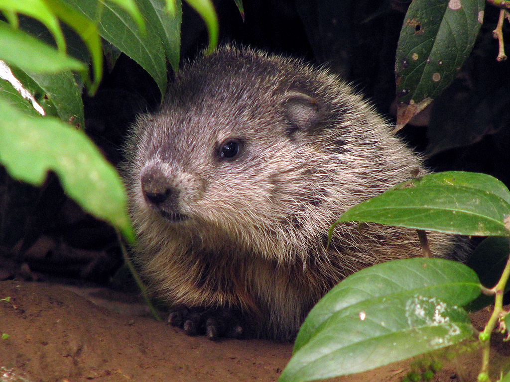 Woodchuck, Groundhog