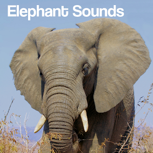 Elephant Sounds - Android Apps on Google Play
