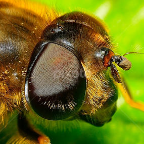 The eye by Nizam Akanjee - Animals Insects & Spiders