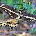 Western Giant Swallowtail (Mating)