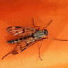 Common Snipe Fly