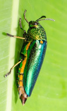 昆虫図鑑 - BugPediaのおすすめ画像2