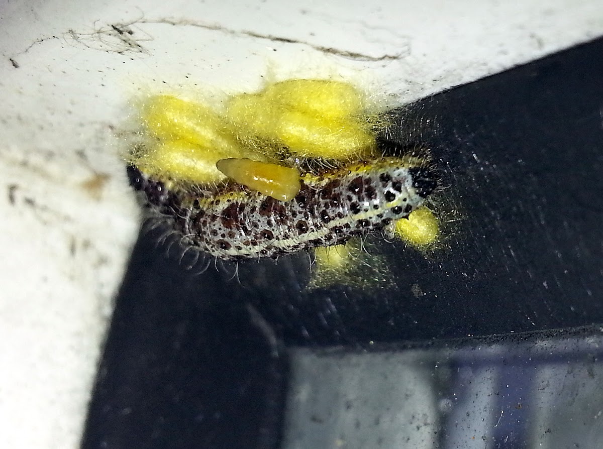 White Cabbage Caterpillar