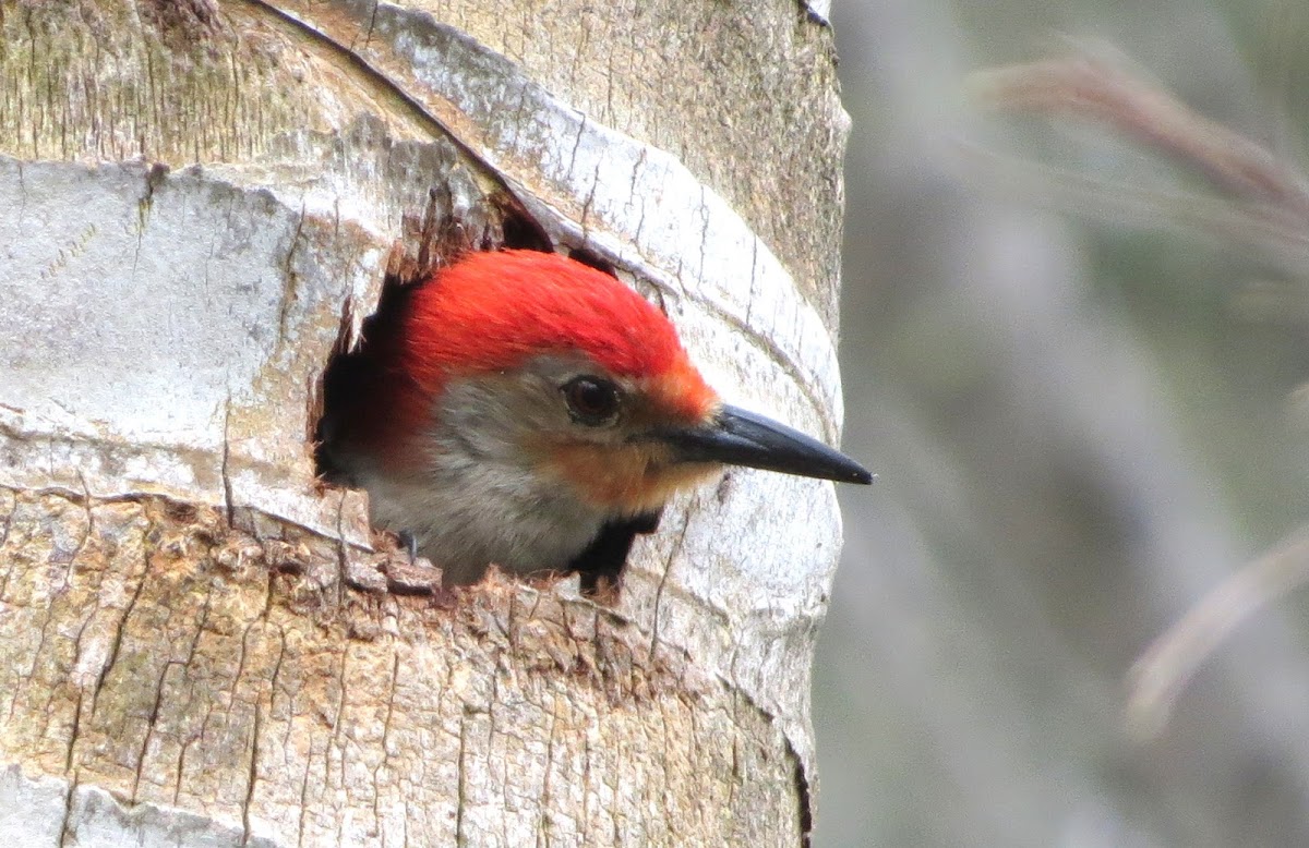 Red-bellied Woodpecker Video