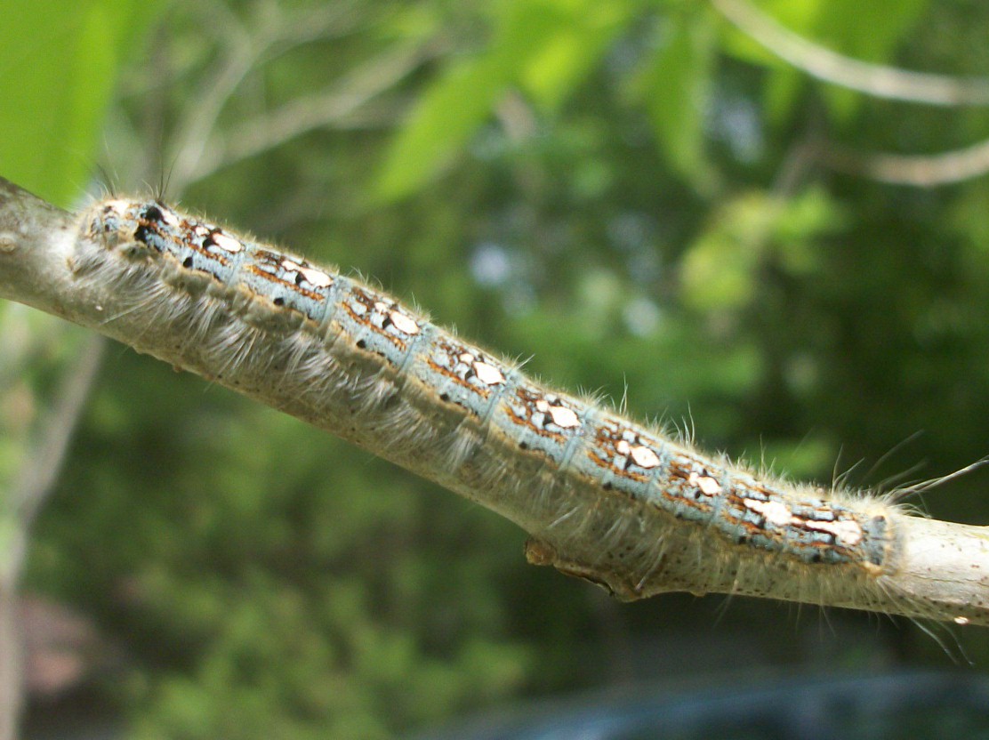 Forest Tent Moth Caterpillar