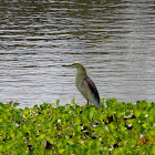 Indian Pond Heron