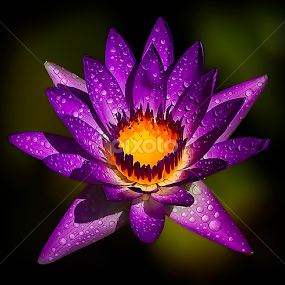 by Asher Jr Salvan - Flowers Single Flower
