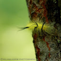 American Dagger Moth (Caterpillar)