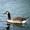 domestic Swan Goose x Canada Goose.