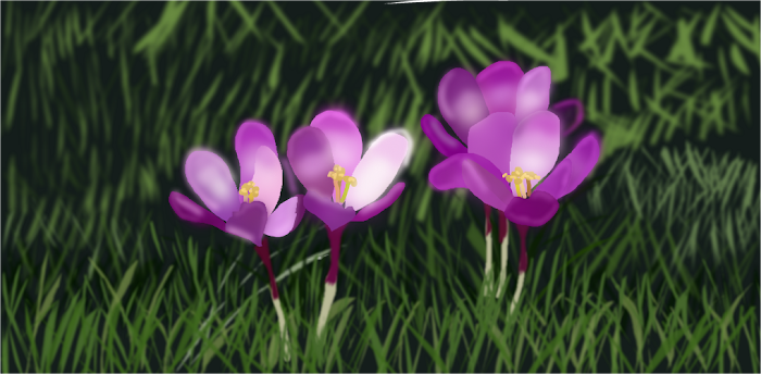 Crocus