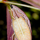 Giant shield bug nymph