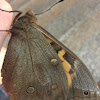 Sophorae Butterfly