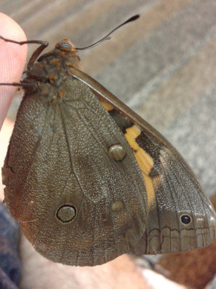 Sophorae Butterfly