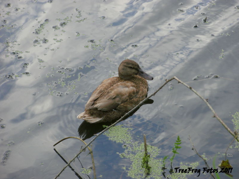 Mallard duck (female)