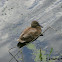 Mallard duck (female)