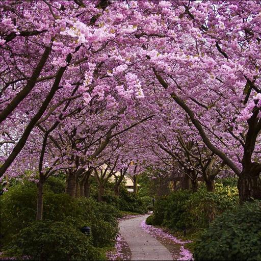 Magic spring live wallpaper
