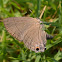 Lycaenidae butterfly