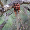 Timber-moth larva home