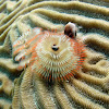 Christmas Tree Feather Worm