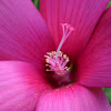 Hardy Hibiscus