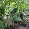 Cucumber - Pickling