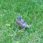 American robin (juvenile)